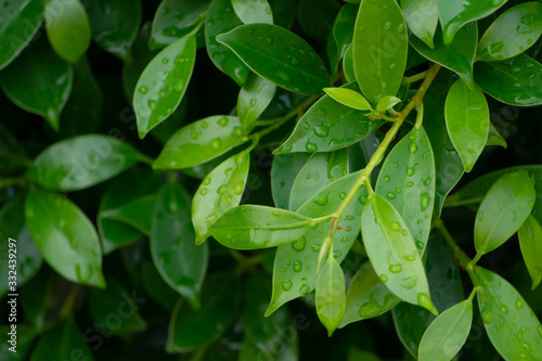 Wallpaper Mural The leaves of the banyan tree have a spray of water. Torontodigital.ca
