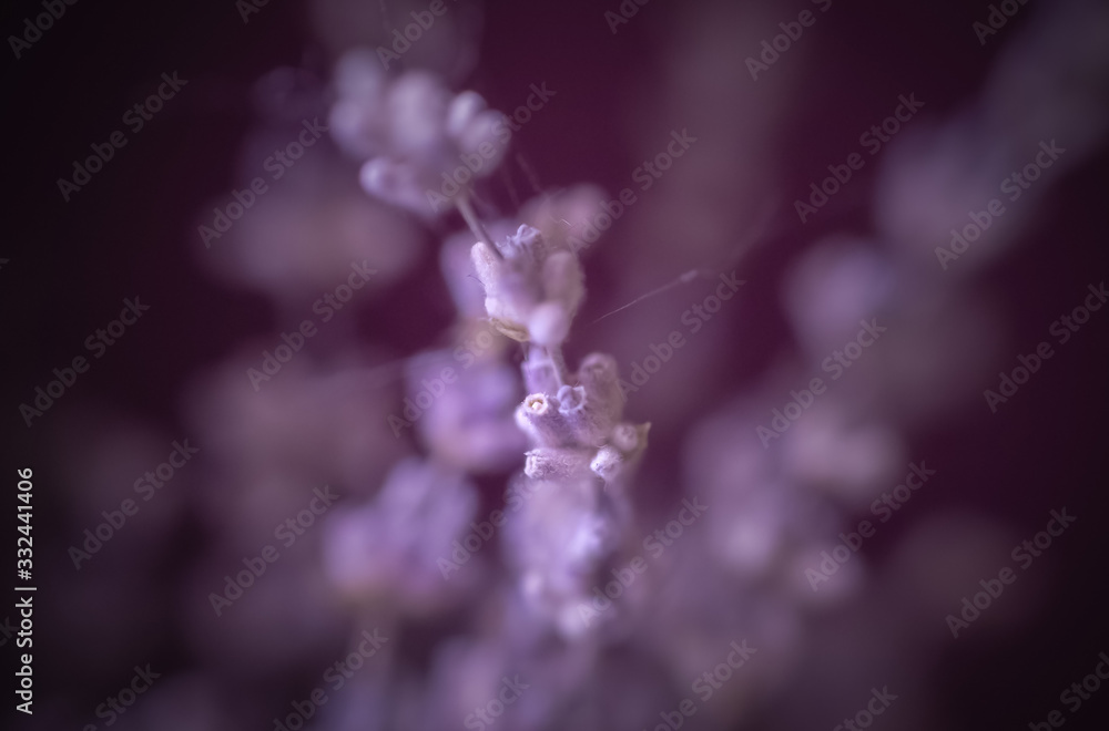 Beautiful close ups of spring colored flowers in bloom, dandelions or leaves with delicate details and gentle sun light and bokeh backgrounds. Beautiful close ups of spring colored flowers in bloom, dandelions or leaves with delicate details and gentle sun light and bokeh backgrounds.