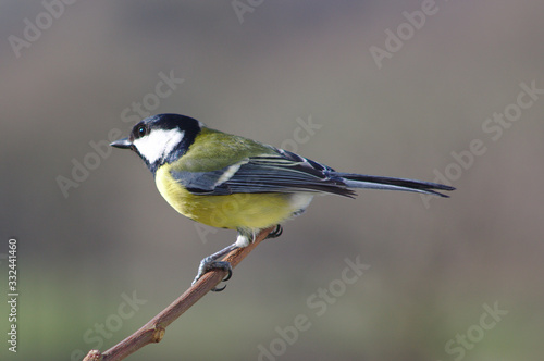 great-tit on a twig