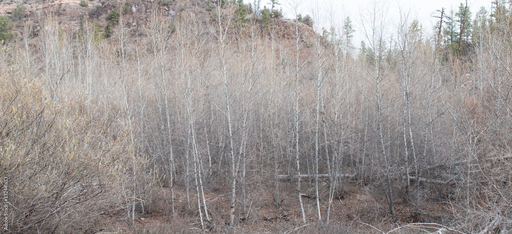 Bare winter trees in high altitude forest in New Mexico USA.
