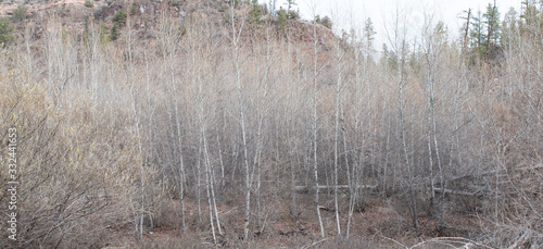 Fototapeta Naklejka Na Ścianę i Meble -  Bare winter trees in high altitude forest in New Mexico USA.
