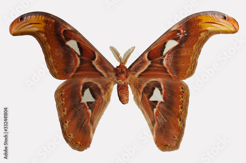    Saturnia atlas butterfly  Attacus atlas  on a white background. Isolated on white