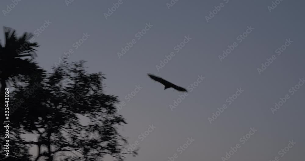 Indian Flying Fox in the evening, Sri Lanka Indian Flying Fox in the evening, Sri Lanka