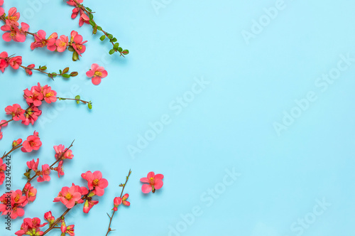 Springtime concept. Flat lay pink spring flowers on blue background top view Copy Space. Pink flowering branches. Summer bouquet lifestyle. Greeting card with delicate flowers floral background