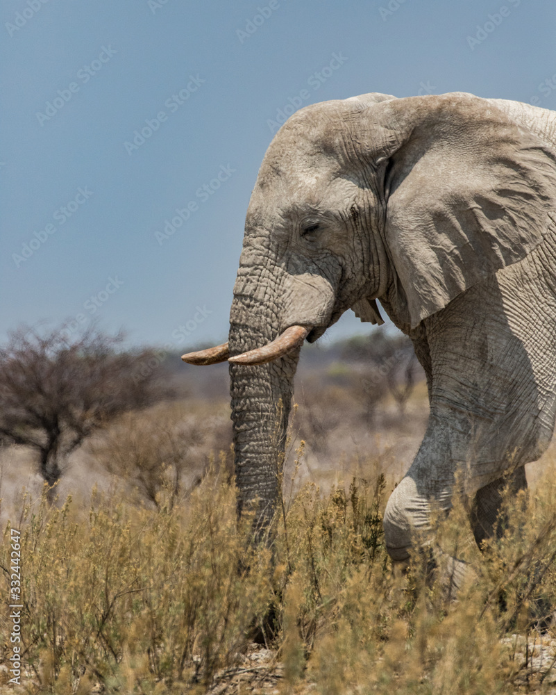 Obraz premium White Elephant in Namibian Desert