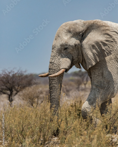 White Elephant in Namibian Desert