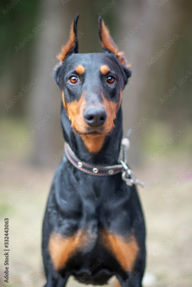 Portrait of a doberman in the forest. Photographed close-up.