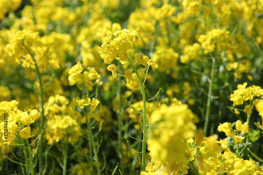 菜の花畑