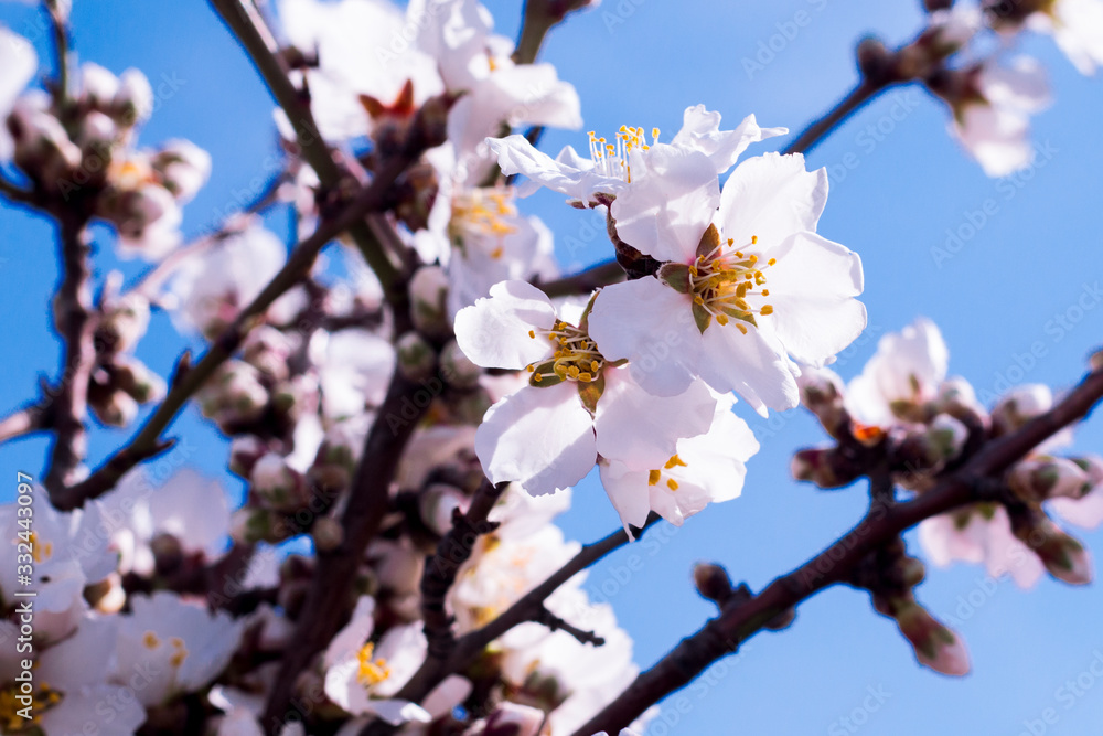 Blossom tree branch with white flowers on blue sky background. springtime. Blossom tree branch with white flowers on blue sky background. springtime.