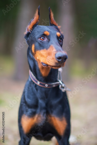 Portrait of a doberman in the forest. Photographed close-up.