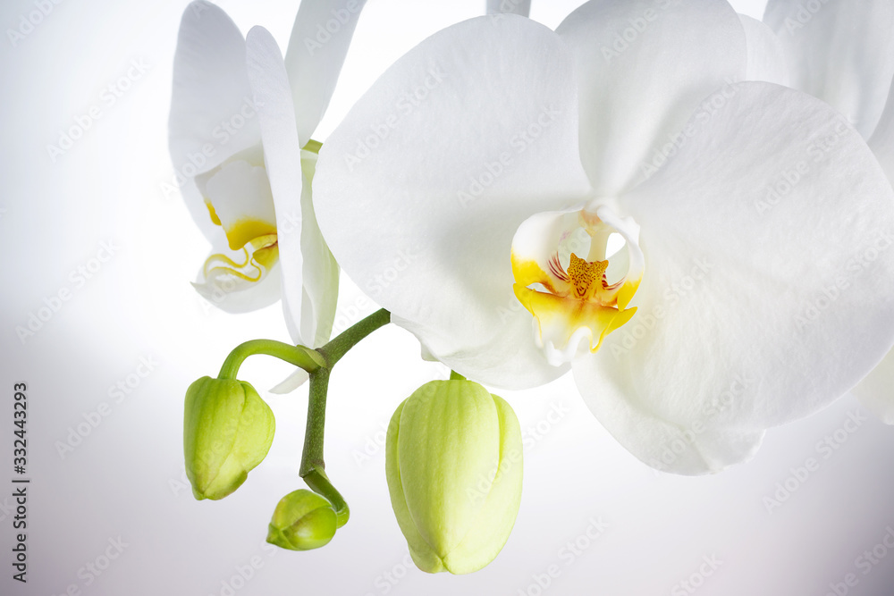 Branch of white orchid with flower buds on light background Branch of white orchid with flower buds on light background