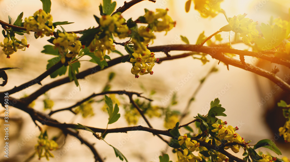 Beautiful close ups of spring colored flowers in bloom, dandelions or leaves with delicate details and gentle sun light and bokeh backgrounds. Beautiful close ups of spring colored flowers in bloom, dandelions or leaves with delicate details and gentle sun light and bokeh backgrounds.