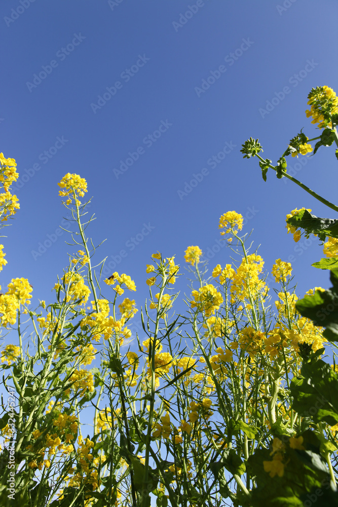 菜の花畑