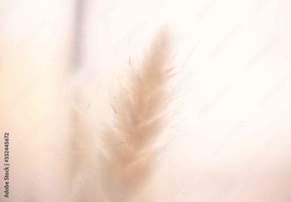 Beautiful close ups of spring colored flowers in bloom, dandelions or leaves with delicate details and gentle sun light and bokeh backgrounds. Beautiful close ups of spring colored flowers in bloom, dandelions or leaves with delicate details and gentle sun light and bokeh backgrounds.