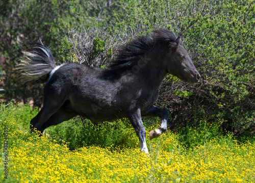 Miniature horse running through the brush