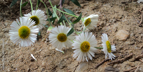 Beautiful white daisy flowers on the sand ground  © Nipuni Bhagya