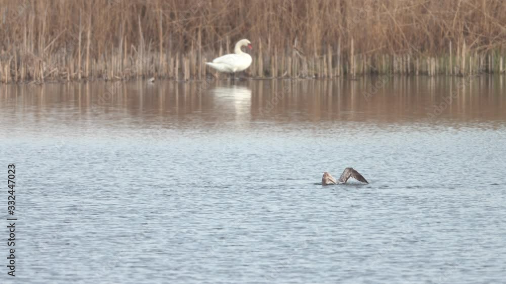 gull and swan on the lake gull and swan on the lake