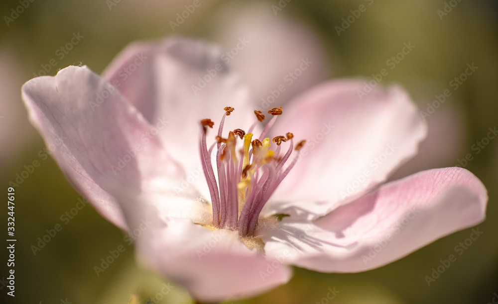 Beautiful close ups of spring colored flowers in bloom, dandelions or leaves with delicate details and gentle sun light and bokeh backgrounds. Beautiful close ups of spring colored flowers in bloom, dandelions or leaves with delicate details and gentle sun light and bokeh backgrounds.