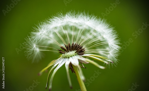 Beautiful close ups of spring colored flowers in bloom  dandelions or leaves with delicate details and gentle sun light and bokeh backgrounds.