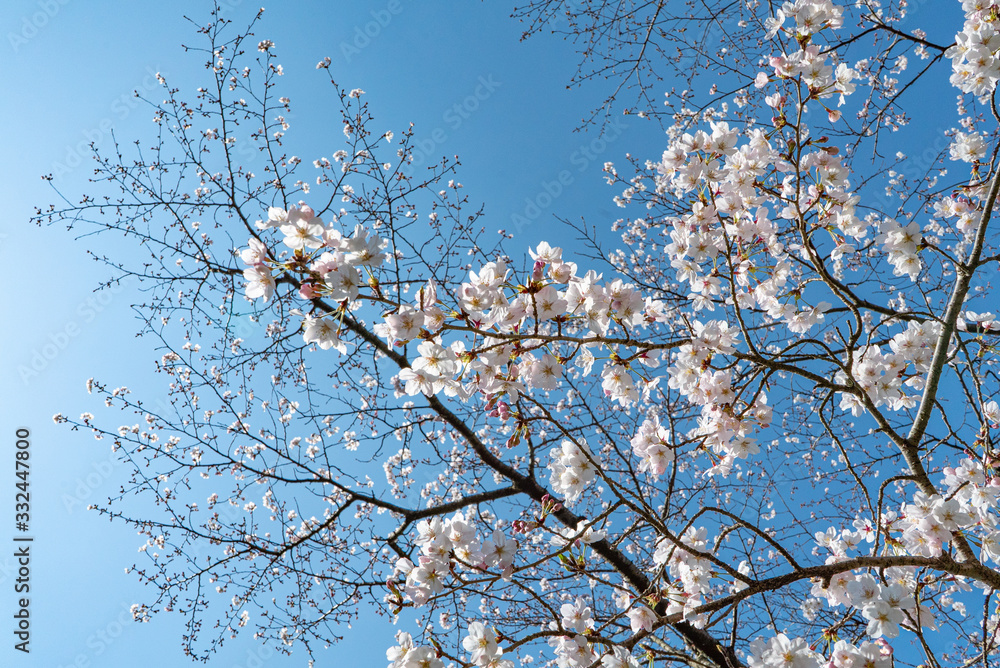 3月の桜　青空　8分咲き