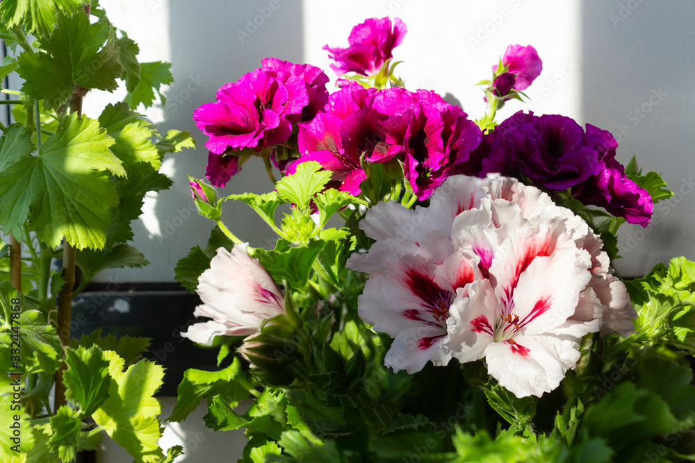 Grandiflora royal pelargonium plant with beautiful large white flowers with red strokes on the petals against the background of green fox and purple flowers by the window on a sunny day.