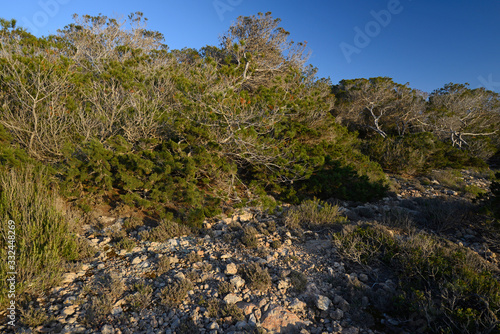 Landschaft an der Westküste von Ibiza (Cala d'Hort) - Landscape of the west coast of Ibiza (Cala d'Hort)  photo