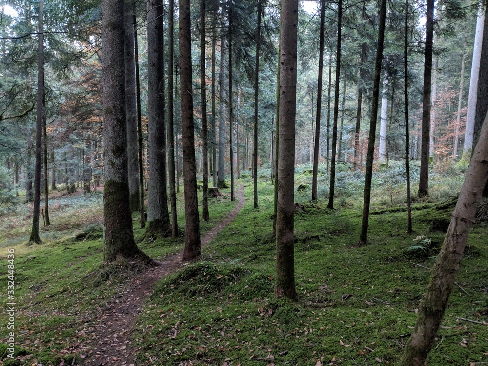 Fototapeta premium Märchenwald