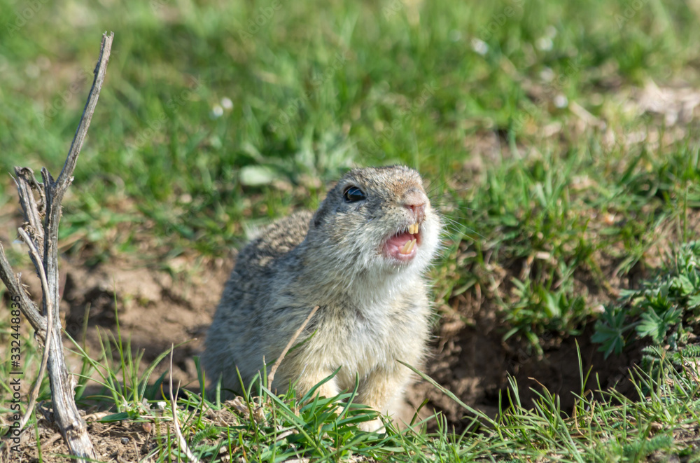 Screaming gopher. Animals, sideways. European ground squirrel (Spermophilus citellus) Screaming gopher. Animals, sideways. European ground squirrel (Spermophilus citellus)