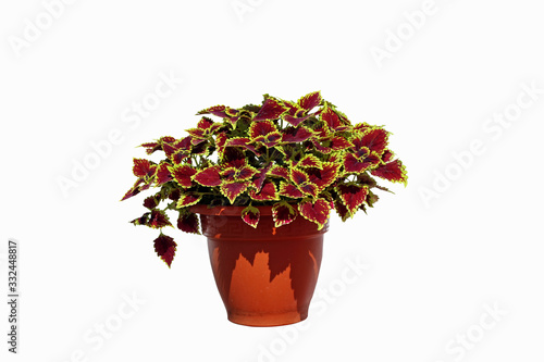coleus in flowerpot