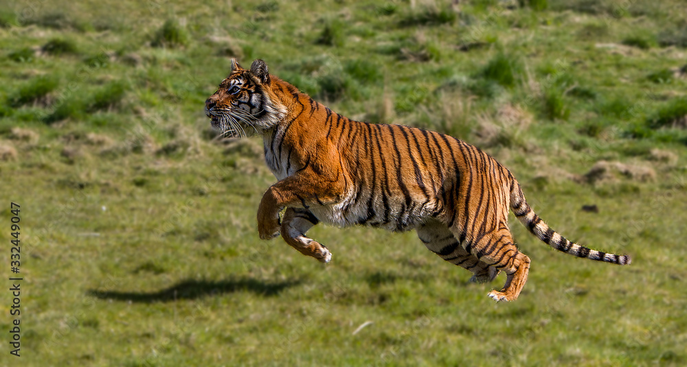 Foto Stock Tiger running in a field | Adobe Stock