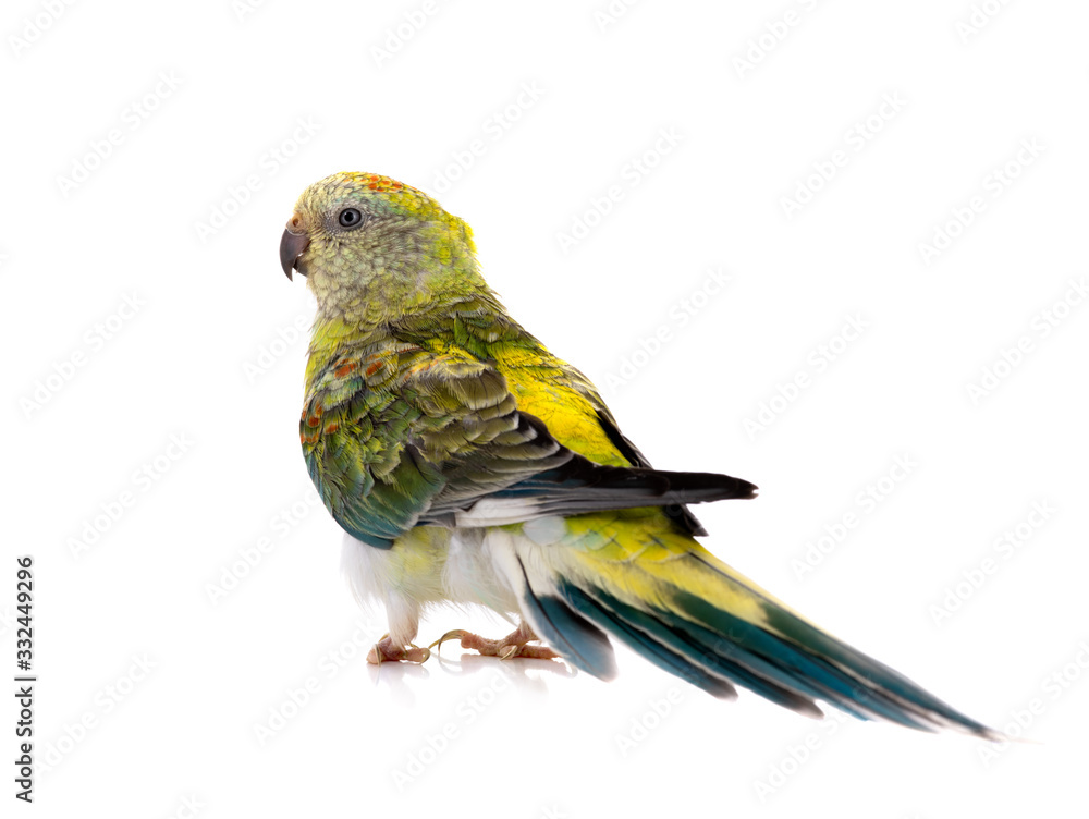 parrot female (haematonotus psephotus) isolated on white background