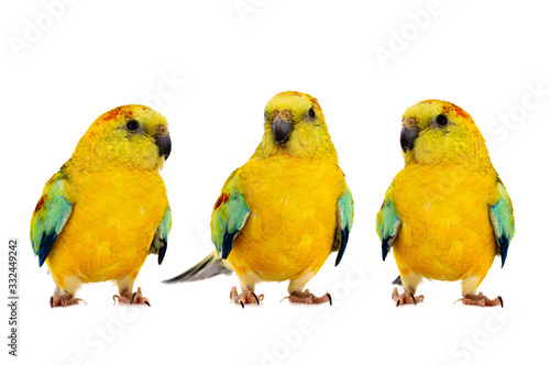 three parrot (haematonotus psephotus) isolated on white background