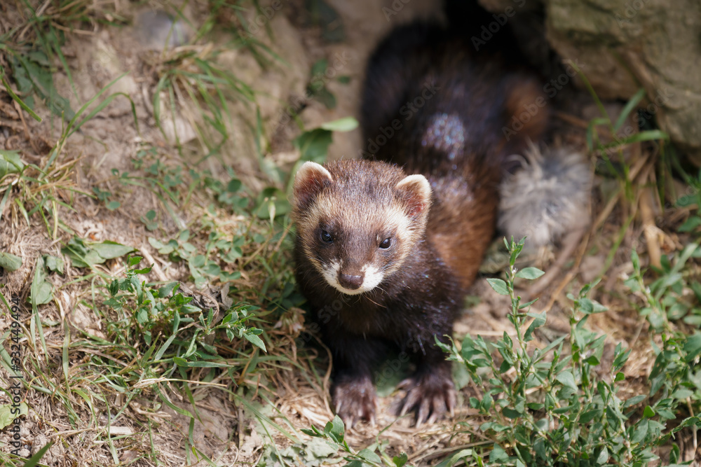 European Polecat (mustela putorius) European Polecat (mustela putorius)