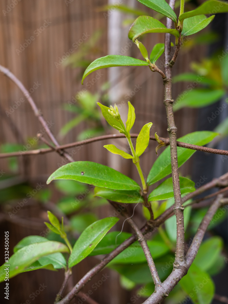 Obraz premium Jasmin