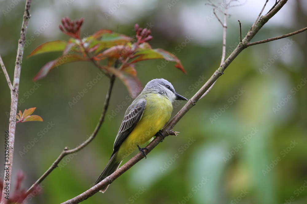 A yellow-breasted bird in Costa Rica