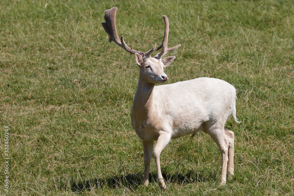 Male albino Fallow Deer (Dama dama) Standing in the sunshine Male albino Fallow Deer (Dama dama) Standing in the sunshine