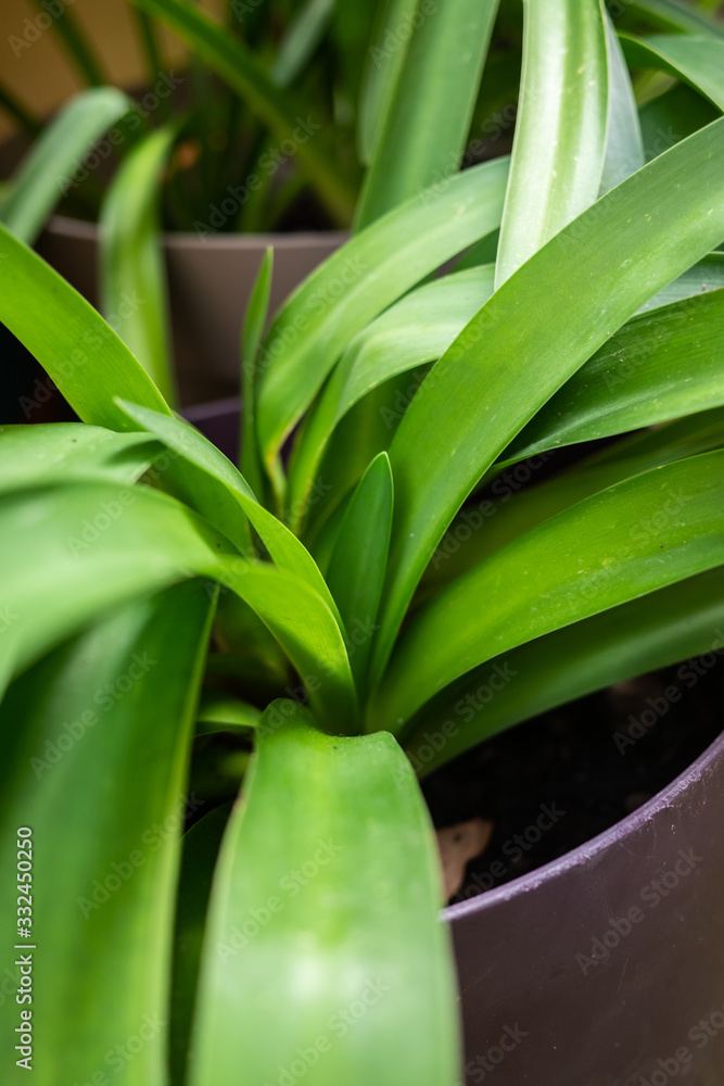 Fototapeta premium Agapanthe