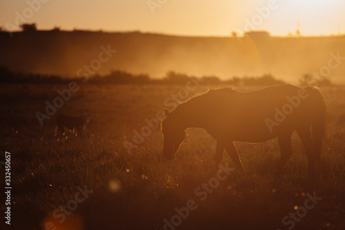 Fototapeta Naklejka Na Ścianę i Meble -  horse in farm
