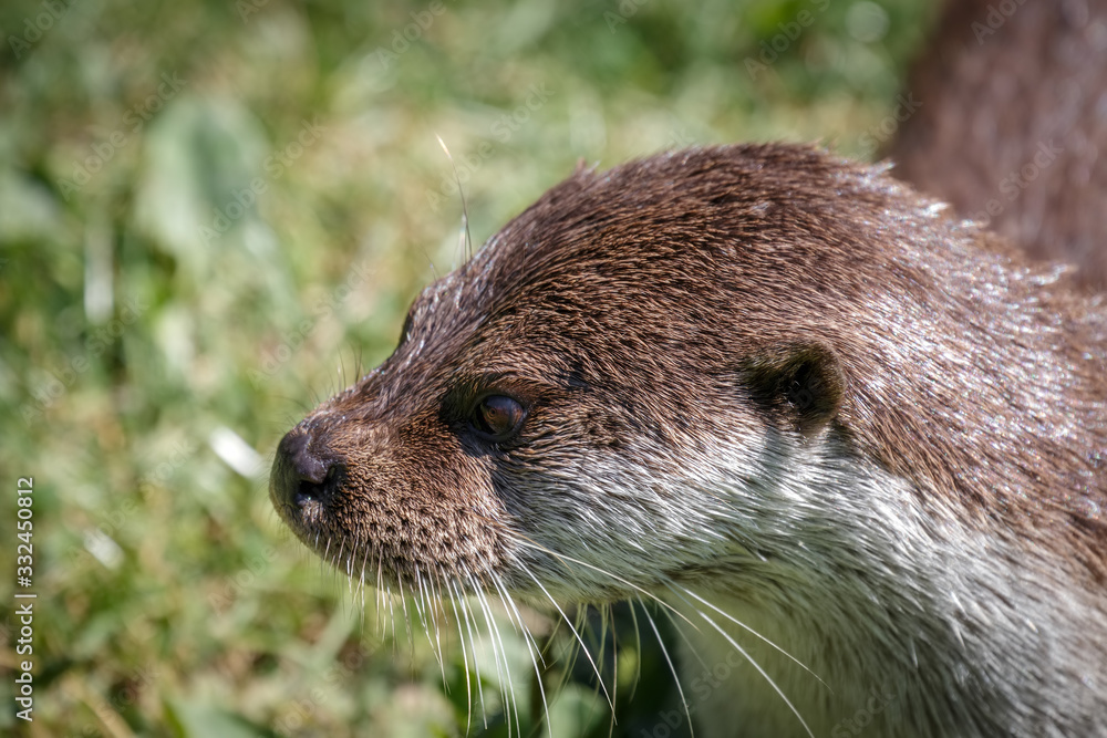 Portrait of an Eurasian Otter (Lutra lutra) Portrait of an Eurasian Otter (Lutra lutra)