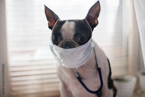 A dog of the Boston Terrier breed portrays a doctor-in a medical mask from viral bacteria. The concept of quarantine and isolation. © leksann