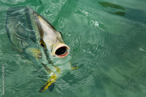 Tropischer Fisch Seychellen photo