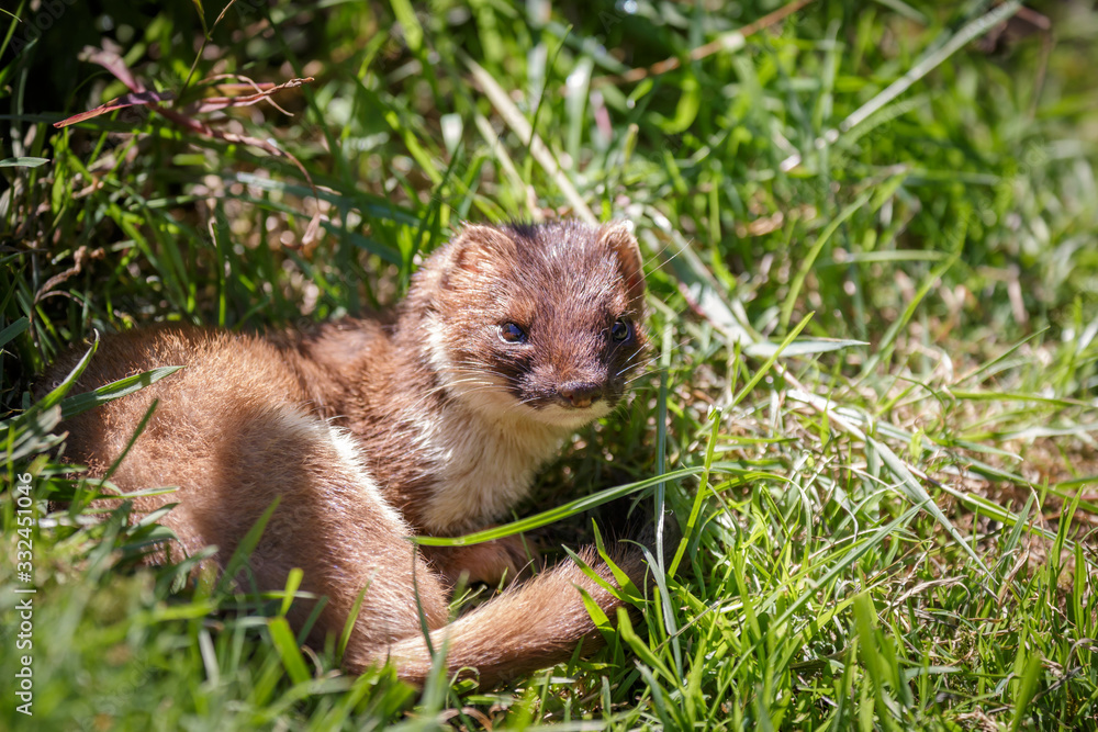Stoat (Mustela erminea) resting in the sunshine Stoat (Mustela erminea) resting in the sunshine