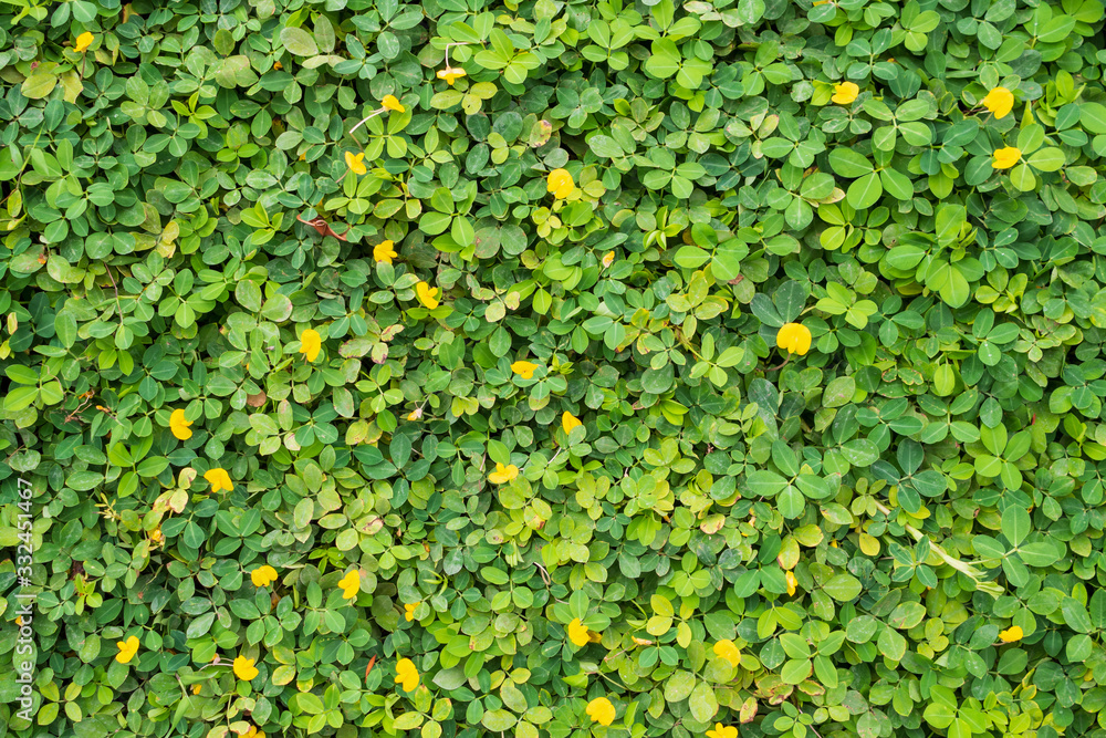 Pinto Peanut or Arachis pintoi with green leaves and yellow flower in the garden field top view
