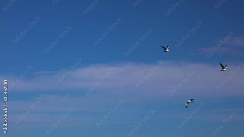 Seagulls in the sky Seagulls in the sky