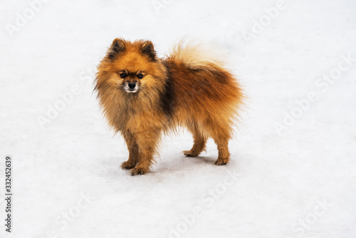 Dog breed Pomeranian © Serg_Zavyalov_photo