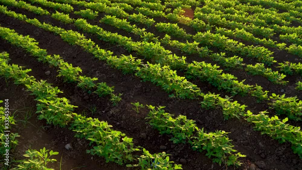 Green groundnut field in India Green groundnut field in India