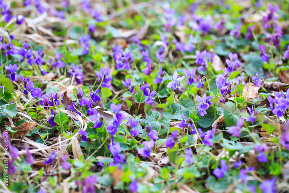 Spring flowers. Violet violets flowers bloom in the spring forest. Viola odorata. Beautiful banner of natural Spring flowers. Violet violets flowers bloom in the spring forest. Viola odorata. Beautiful banner of natural