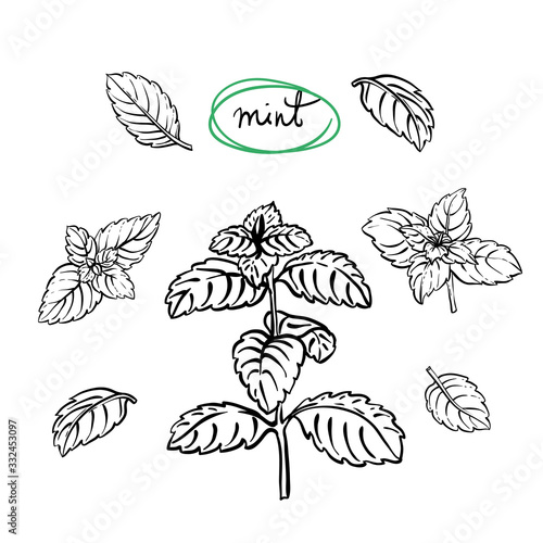 Mint sprigs and leaves/ Hand drawn culinary herbs and spices/ Mint parts sketch collection/ Black outline on white background/ Vector illustration