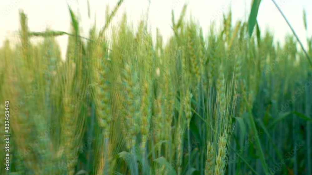 green wheat field in india green wheat field in india