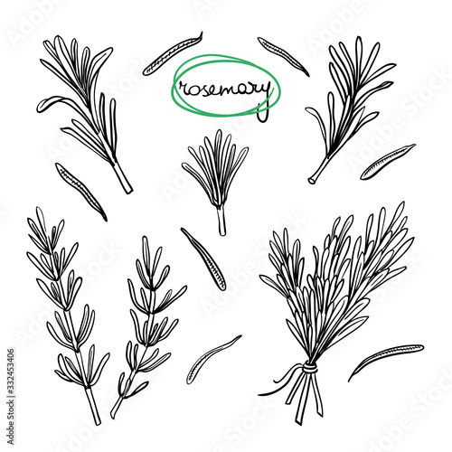 Rosemary sprigs leaves/ Hand drawn culinary herbs and spices/ Rosemary parts sketch collection/ Black outline on white background/ Vector illustration